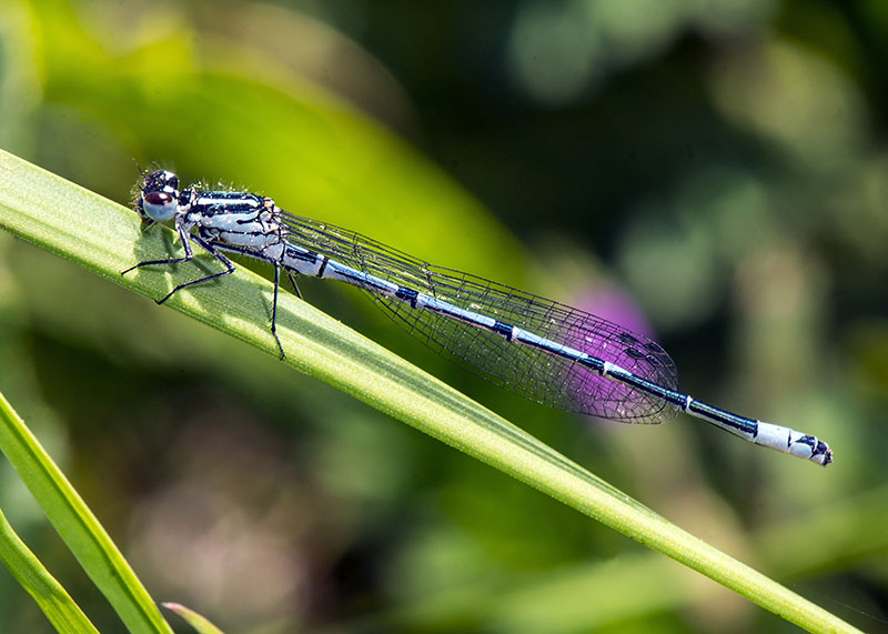 Coenagrion puella, maschio